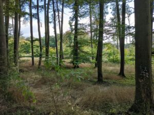 Achtsamkeitsspaziergang in Bersenbrück